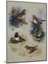 Thrushes-Archibald Thorburn-Mounted Giclee Print