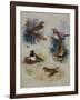 Thrushes-Archibald Thorburn-Framed Giclee Print