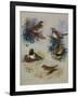 Thrushes-Archibald Thorburn-Framed Giclee Print