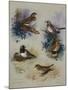 Thrushes-Archibald Thorburn-Mounted Giclee Print