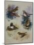 Thrushes-Archibald Thorburn-Mounted Giclee Print