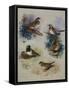 Thrushes-Archibald Thorburn-Framed Stretched Canvas