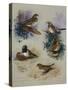 Thrushes-Archibald Thorburn-Stretched Canvas