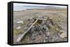 Thule House Remains in Dundas Harbour, Devon Island, Nunavut, Canada, North America-Michael-Framed Stretched Canvas