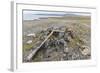 Thule House Remains in Dundas Harbour, Devon Island, Nunavut, Canada, North America-Michael-Framed Photographic Print