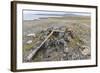 Thule House Remains in Dundas Harbour, Devon Island, Nunavut, Canada, North America-Michael-Framed Photographic Print