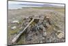 Thule House Remains in Dundas Harbour, Devon Island, Nunavut, Canada, North America-Michael-Mounted Photographic Print