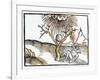 Thunderbolt or Lightning, 1508-null-Framed Giclee Print