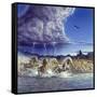 Thundering Hooves-John Van Straalen-Framed Stretched Canvas