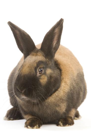 'Thuringer Rabbit in Studio' Photographic Print | AllPosters.com