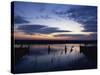 Thurne Broad, Norfolk Boards, Norfolk, England, United Kingdom, Europe-Charles Bowman-Stretched Canvas