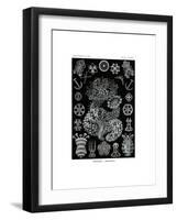 Thuroidea, 1899-1904-null-Framed Giclee Print