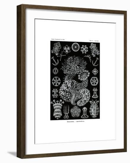 Thuroidea, 1899-1904-null-Framed Giclee Print