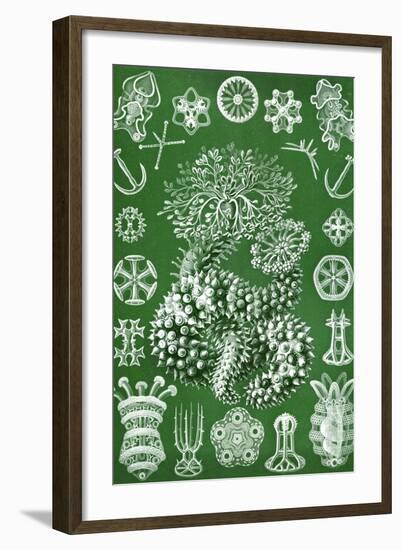 Thuroidea from 'Kunstformen Der Natur', 1899-Ernst Haeckel-Framed Giclee Print