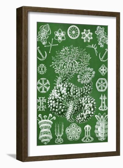 Thuroidea from 'Kunstformen Der Natur', 1899-Ernst Haeckel-Framed Giclee Print