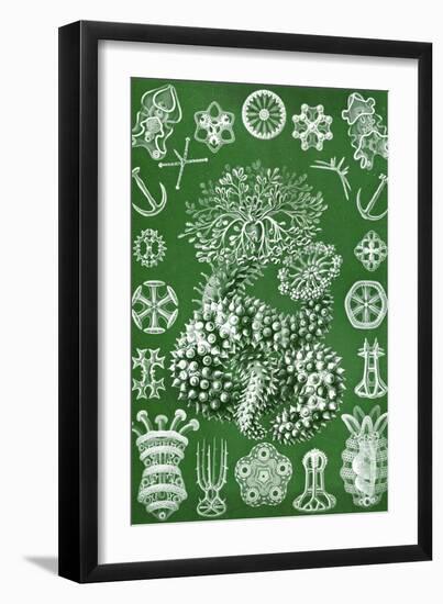 Thuroidea from 'Kunstformen Der Natur', 1899-Ernst Haeckel-Framed Giclee Print