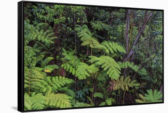 Thurston Lava Tube Trail, Hawaii Volcanoes National Park, Big Island, Hawaii-Stuart Westmorland-Framed Stretched Canvas