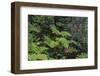 Thurston Lava Tube Trail, Hawaii Volcanoes National Park, Big Island, Hawaii-Stuart Westmorland-Framed Photographic Print