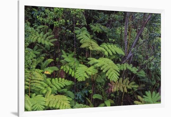 Thurston Lava Tube Trail, Hawaii Volcanoes National Park, Big Island, Hawaii-Stuart Westmorland-Framed Photographic Print