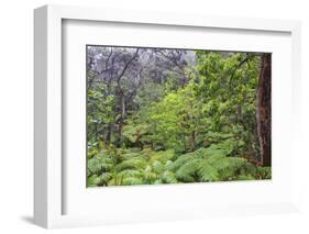 Thurston Lava Tube Trail, Hawaii Volcanoes National Park, Big Island, Hawaii-Stuart Westmorland-Framed Photographic Print