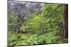 Thurston Lava Tube Trail, Hawaii Volcanoes National Park, Big Island, Hawaii-Stuart Westmorland-Mounted Photographic Print