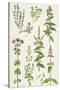 Thyme and Other Herbs-Elizabeth Rice-Stretched Canvas