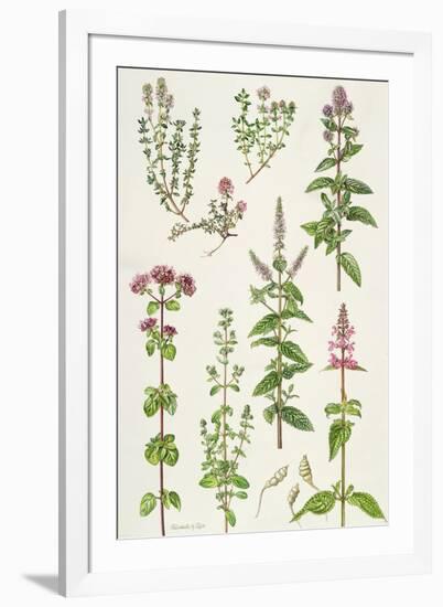 Thyme and Other Herbs-Elizabeth Rice-Framed Giclee Print