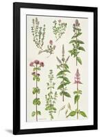 Thyme and Other Herbs-Elizabeth Rice-Framed Giclee Print