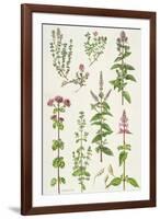 Thyme and Other Herbs-Elizabeth Rice-Framed Giclee Print