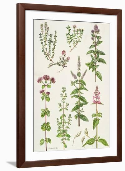 Thyme and Other Herbs-Elizabeth Rice-Framed Giclee Print