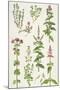 Thyme and Other Herbs-Elizabeth Rice-Mounted Giclee Print