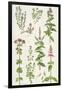 Thyme and Other Herbs-Elizabeth Rice-Framed Giclee Print