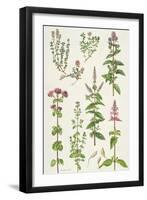 Thyme and Other Herbs-Elizabeth Rice-Framed Giclee Print