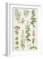 Thyme and Other Herbs-Elizabeth Rice-Framed Giclee Print