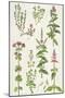 Thyme and Other Herbs-Elizabeth Rice-Mounted Giclee Print