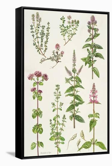 Thyme and Other Herbs-Elizabeth Rice-Framed Stretched Canvas