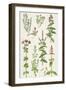 Thyme and Other Herbs-Elizabeth Rice-Framed Premium Giclee Print
