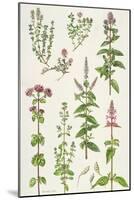 Thyme and Other Herbs-Elizabeth Rice-Mounted Premium Giclee Print