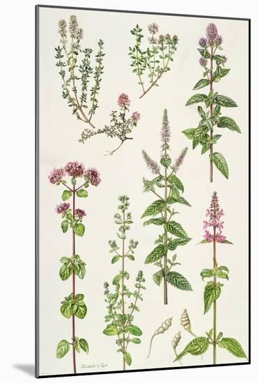 Thyme and Other Herbs-Elizabeth Rice-Mounted Premium Giclee Print