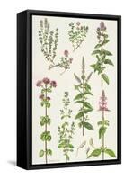 Thyme and Other Herbs-Elizabeth Rice-Framed Stretched Canvas