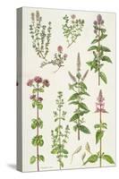 Thyme and Other Herbs-Elizabeth Rice-Stretched Canvas
