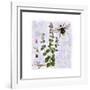 Thyme Herb-Tina Lavoie-Framed Giclee Print