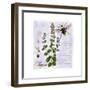 Thyme Herb-Tina Lavoie-Framed Giclee Print