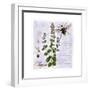 Thyme Herb-Tina Lavoie-Framed Giclee Print