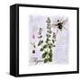 Thyme Herb-Tina Lavoie-Framed Stretched Canvas