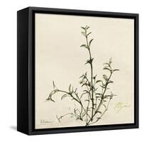 Thyme Moment-Albert Koetsier-Framed Stretched Canvas