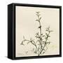 Thyme Moment-Albert Koetsier-Framed Stretched Canvas