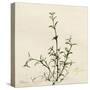 Thyme Moment-Albert Koetsier-Stretched Canvas