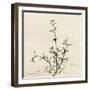 Thyme Moment-Albert Koetsier-Framed Premium Giclee Print