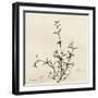 Thyme Moment-Albert Koetsier-Framed Premium Giclee Print